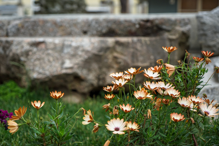 White small white light brown wild flower garden with green leaves, blurred grass and stone wall background, selective focus, Istanbul, Turkeyの写真素材