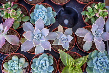 Shades of vintage green Kalanchoe, succulent plant, in brown pot on blurred black table background, top view, selective focus, Turkeyの写真素材