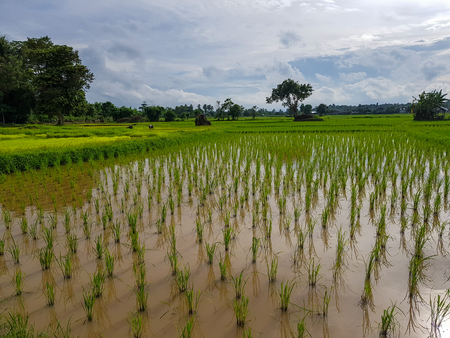 Fresh tranquil evening scene of farmers in light green rice sprout paddy field with trees, water reflection, village and sky background, Thailandの写真素材