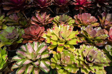 Aechmea fasciata plant garden background in colorful vibrant shades of green, pink, purple, white and red color under outdoor bright sunshine, Thailandの写真素材