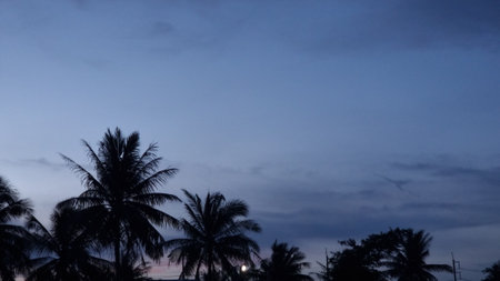 Silhouette of coconut tree on blue sky background at night.の写真素材
