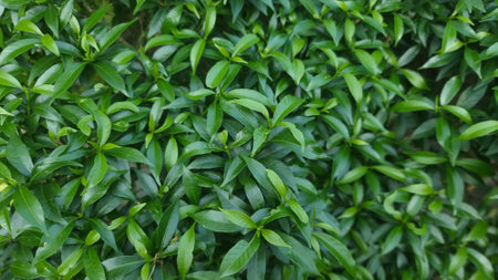 Green leaves background. Green leaves background. Green leaves background. Green leaves background.
