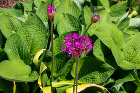 White and purple flower with green backgroundの写真素材