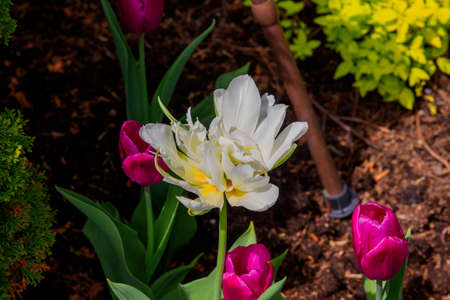White and purple flower with green backgroundの写真素材