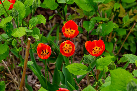 Red tulip flower with green leaves backgroundの写真素材