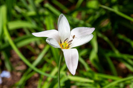 White and purple flower with green backgroundの写真素材