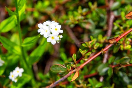 White flower with yellow details, green backgroundの写真素材