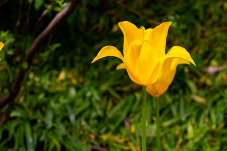 Yellow tulip flower with green backgroundの写真素材