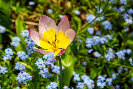 White and yellow tulip flower, openの写真素材