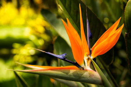 Orange Strelitzia flower with green backgroundの写真素材