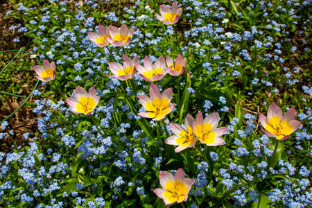 White and yellow tulip flower, openの写真素材