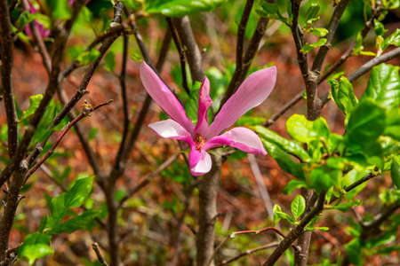 Acassia flower with green branches backgroundの写真素材
