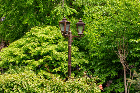 Lamppost amid treesの写真素材