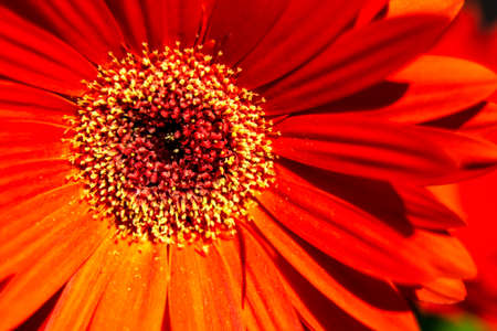 Tropical flower of different colorsの写真素材