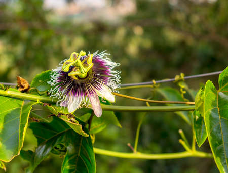 Tropical flower of different colorsの写真素材