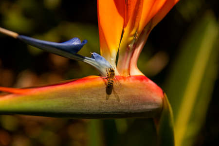 Orange colored strelitzia flowerの写真素材