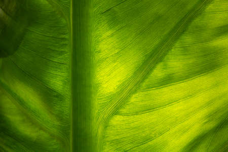 Green leaf with illuminated textureの写真素材