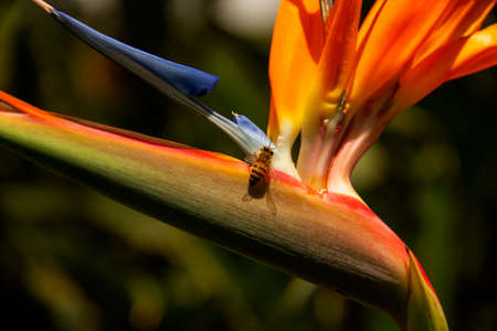 Orange colored strelitzia flowerの写真素材