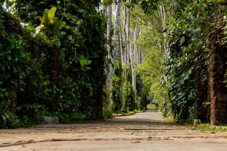 Stone path surrounded by greenの写真素材