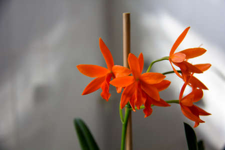 Orchid flower various colorsの写真素材