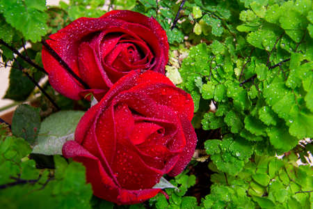 Flower roses of various colorsの写真素材