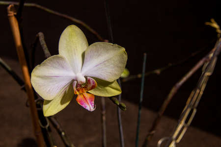 Orchid flower various colorsの写真素材
