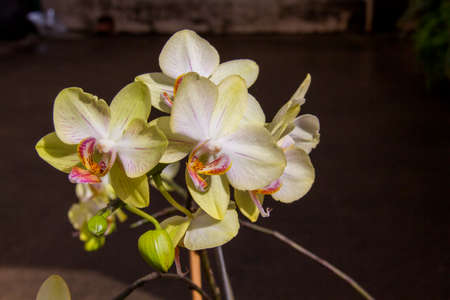 Orchid flower various colorsの写真素材