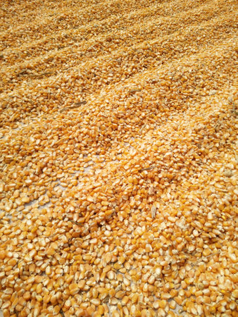Corn kernels all over the floor, dried and cooked into popcorn