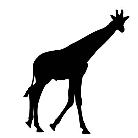 A black silhouette of a giraffe. isolated vector illustrationのイラスト素材