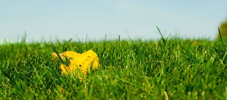 yellow leaf on the mashの写真素材