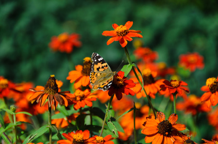 Marigolds and butterflyの写真素材