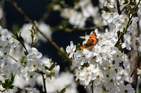 Butterfly on cherry blossomsの写真素材