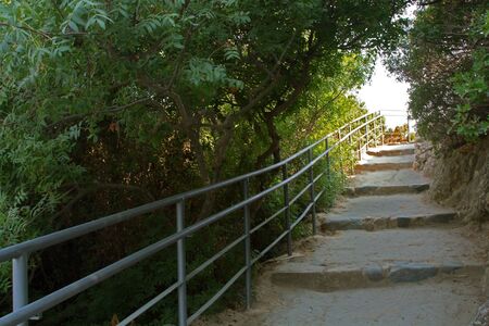 Stairs in a wood