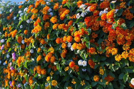 Fence made of flowersの写真素材