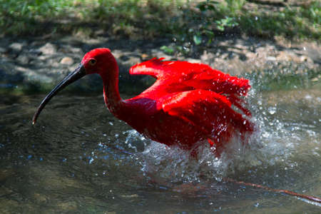 Red ibis in a zoo, flittering in water