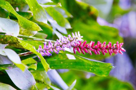 Exotic flower in a gardenの写真素材