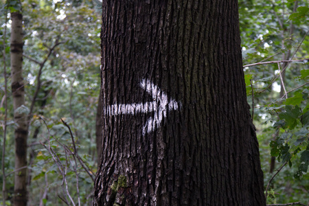 Sign on a tree, showing to the rightの写真素材