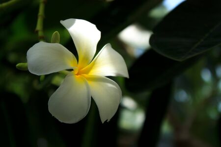 Lan Thom flower(Frangipani) in Thailandの写真素材