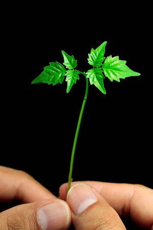save the earth by planting small green with our big hands.の写真素材