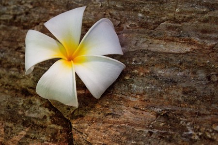 Lan Thom flower(Frangipani) on stoneの写真素材