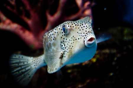 ハコフグの写真 イラスト素材一覧 574件 ストックフォトのamanaimages Plus