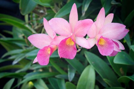 Orchid in a garden. It has pink, violet and yellow colors.の写真素材