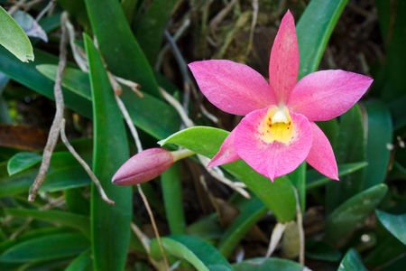 Orchid in a garden. It has pink, violet and yellow colors. It has star shapeの写真素材