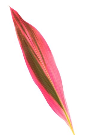 Leaf of Cordyline on white isolated backgroundの写真素材