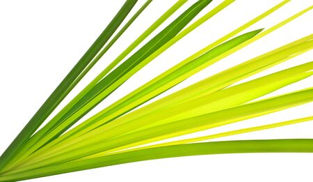 Multi-shade green leaf of Cyprus papyrus or Umbrella plantの写真素材