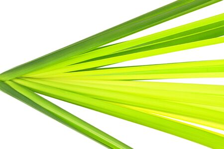 Multi-shade green leaf of Cyprus papyrus or Umbrella plantの写真素材