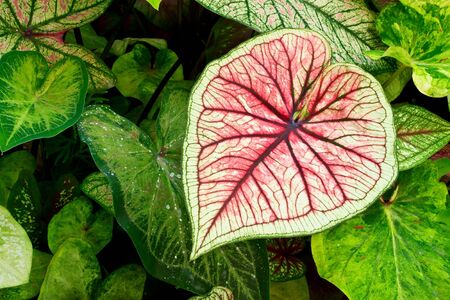 A Heart-shape Caladium in the middle of Caladium gardenの写真素材