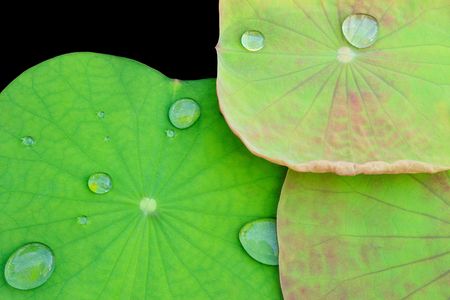 Green and pink lotus leaves with water dropの写真素材