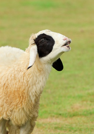 Happy sheep with smile enjoying glass on sunny dayの写真素材
