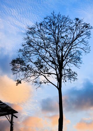 Silhouette Solitary tree at the sunset in upcountry of Thailandの写真素材